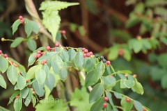 Breynia vitis-idaea
